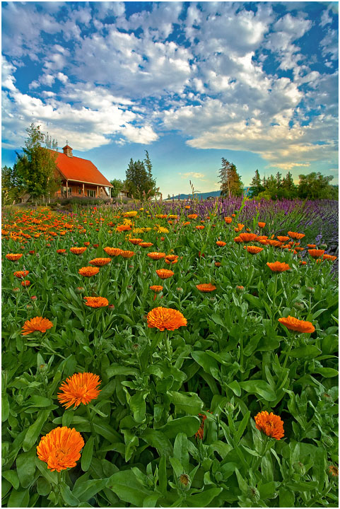 A Burst Of Color