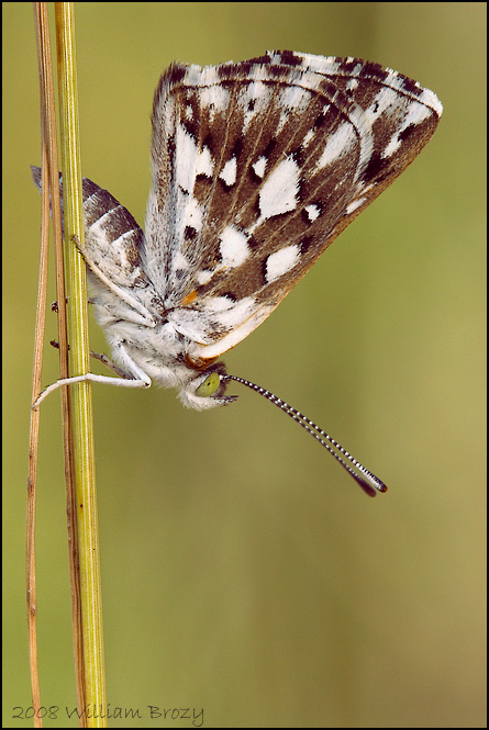 Mormon Metalmark