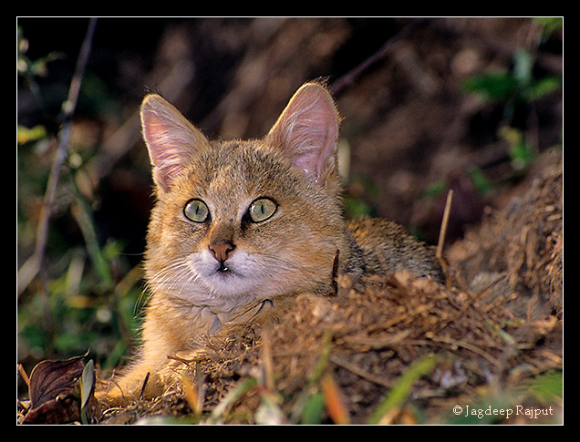 Highly elusive Jungle Cat