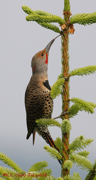 Northern Flicker