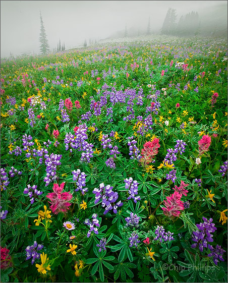 Some more wildflowers, anyone?