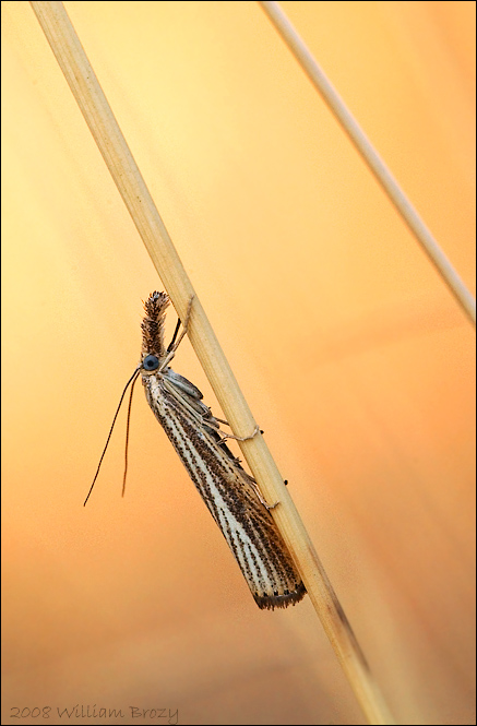 Platypus Moth