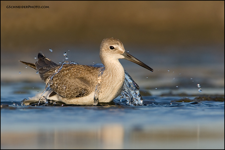 Juvenile Willet bathing