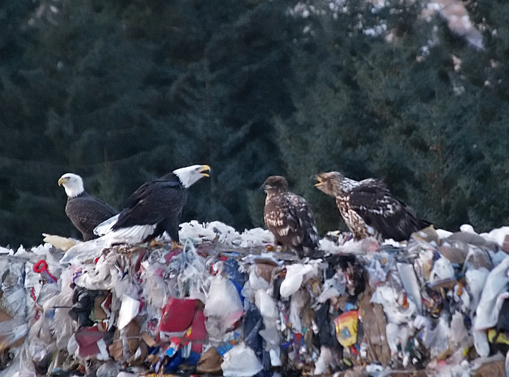 Kodiak Landfill