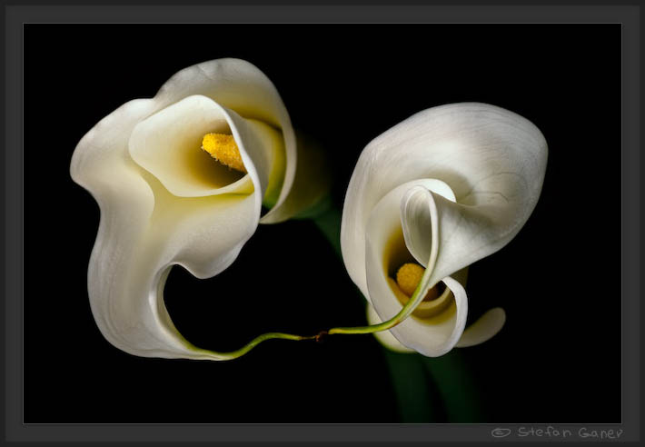 Two Callas #2