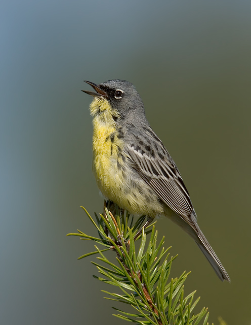 Kirtland's Warbler