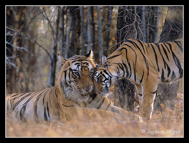 B1 The big male Tiger reluctantly accepting male cub