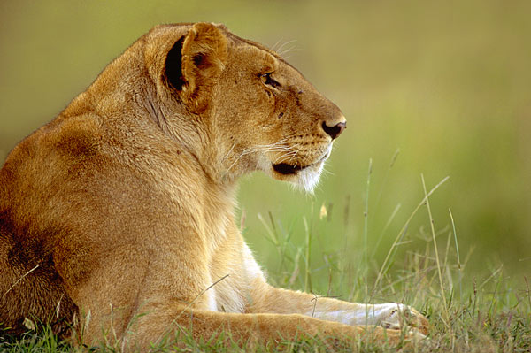 Lioness portrait