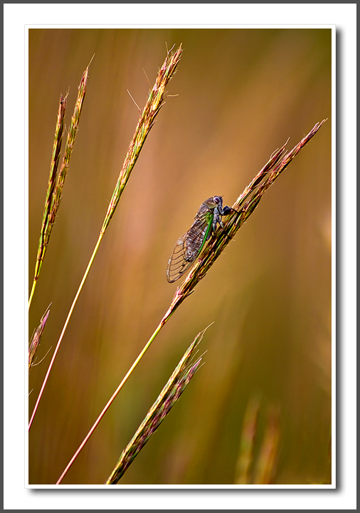 Cicada on Bluestem