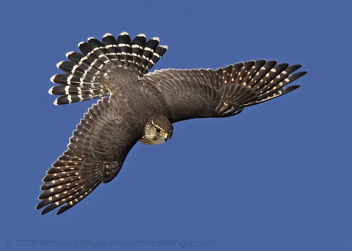 The Merlin (Falco columbarius)
