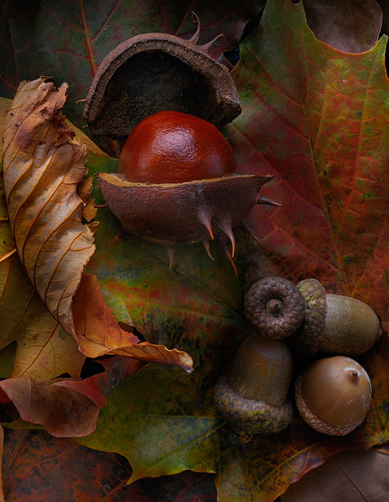 Acorns and Chestnut