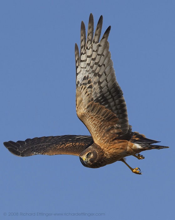 Harrier (Marsh Hawk)