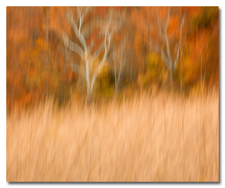 Autumn Abstract
