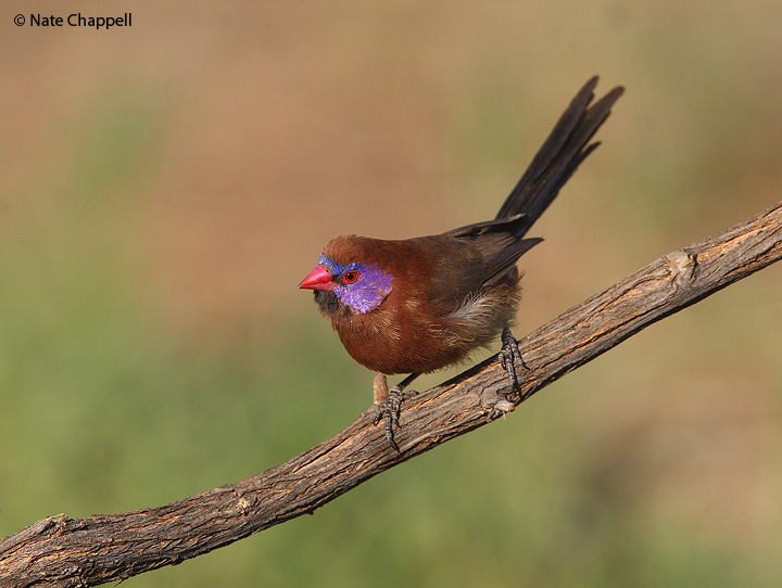 Violet-eared Waxbill