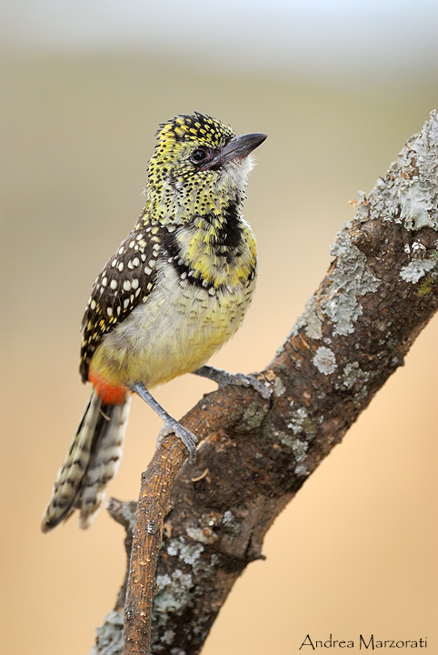 D'Arnauds Barbet