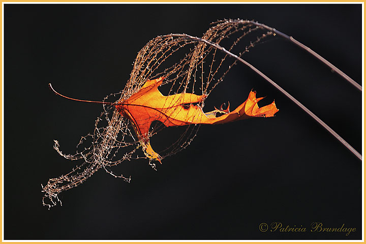 Backlit Leaf