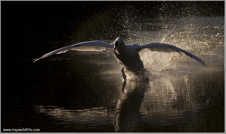 Mute Swan Attacking