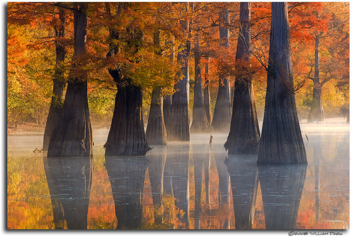 Morning in The Big Woods