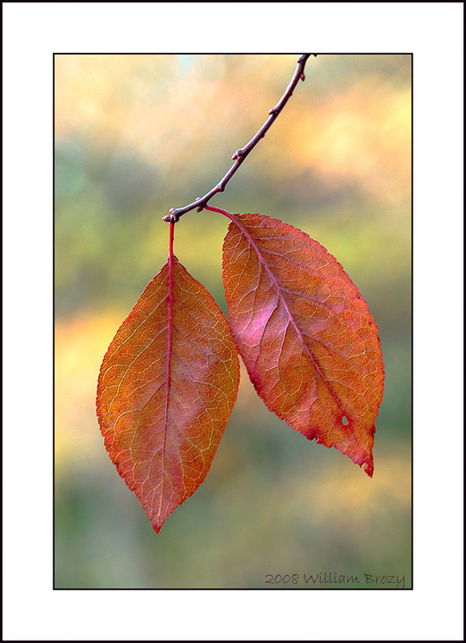 Sand Cherry leaves