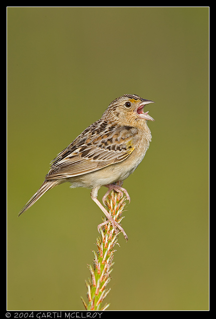 Grasshopper Sparrow