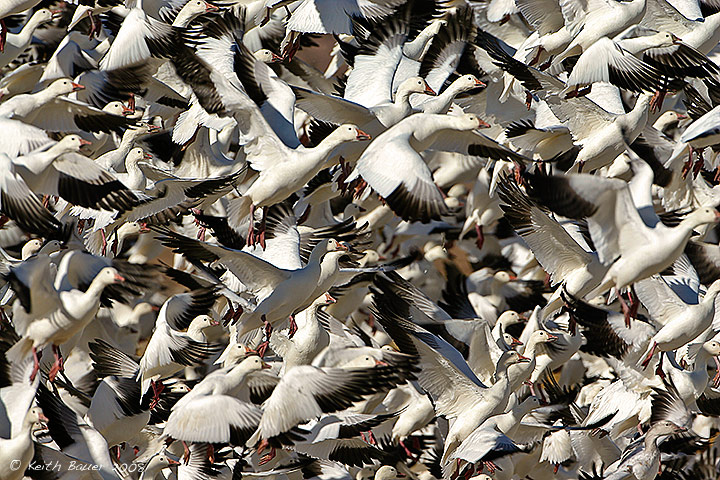 WC # 358 - A Group of Geese