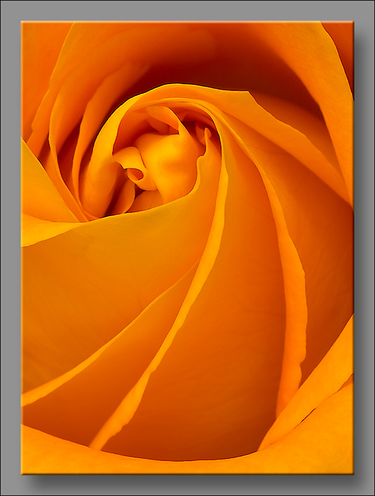 Orange Swirl