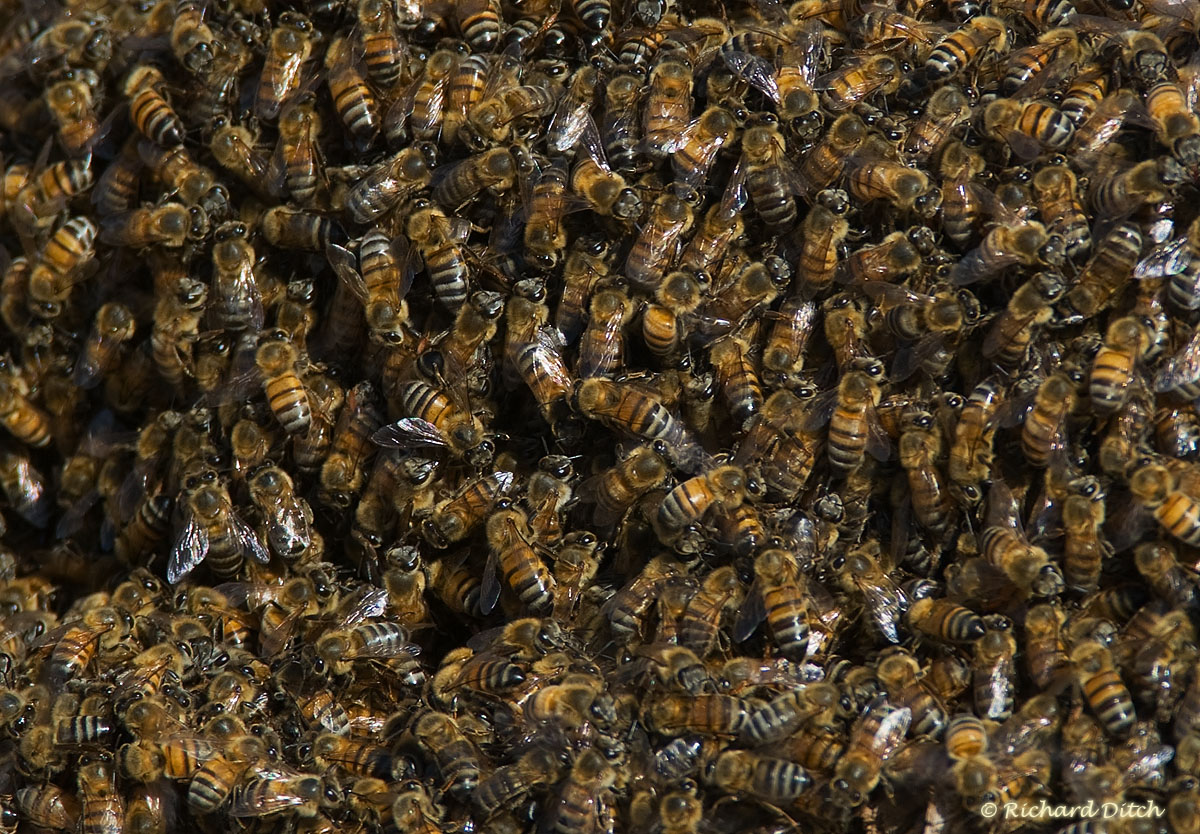 WC #359 - Killer Bees