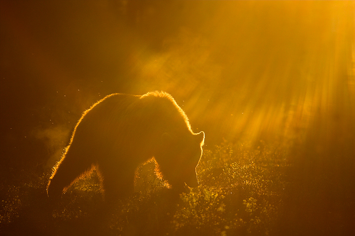 Brown Bear at Dawn