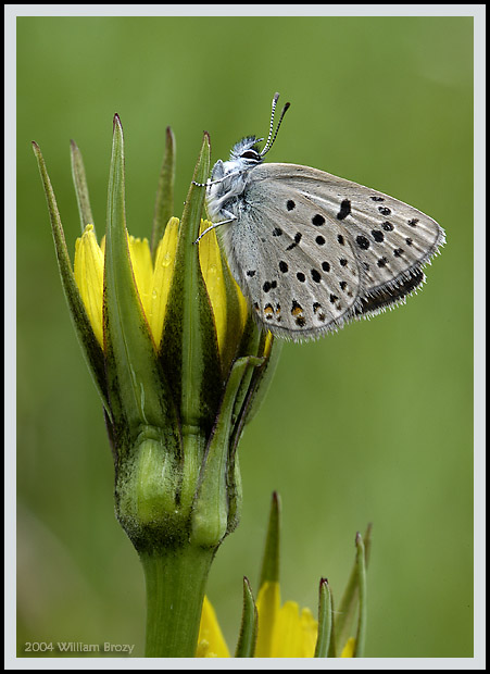 Blue on Goatsbeard