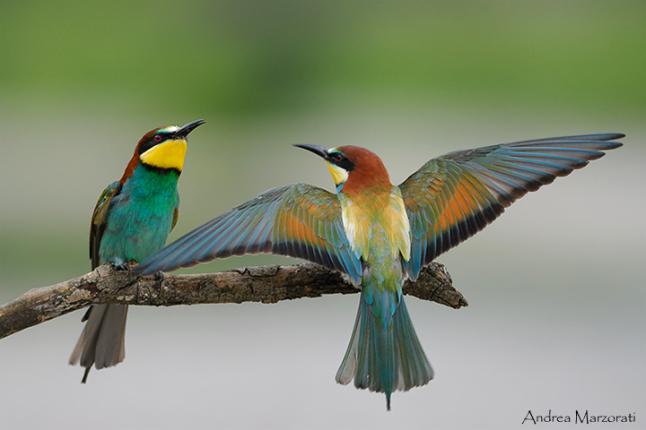 European Bee-eaters
