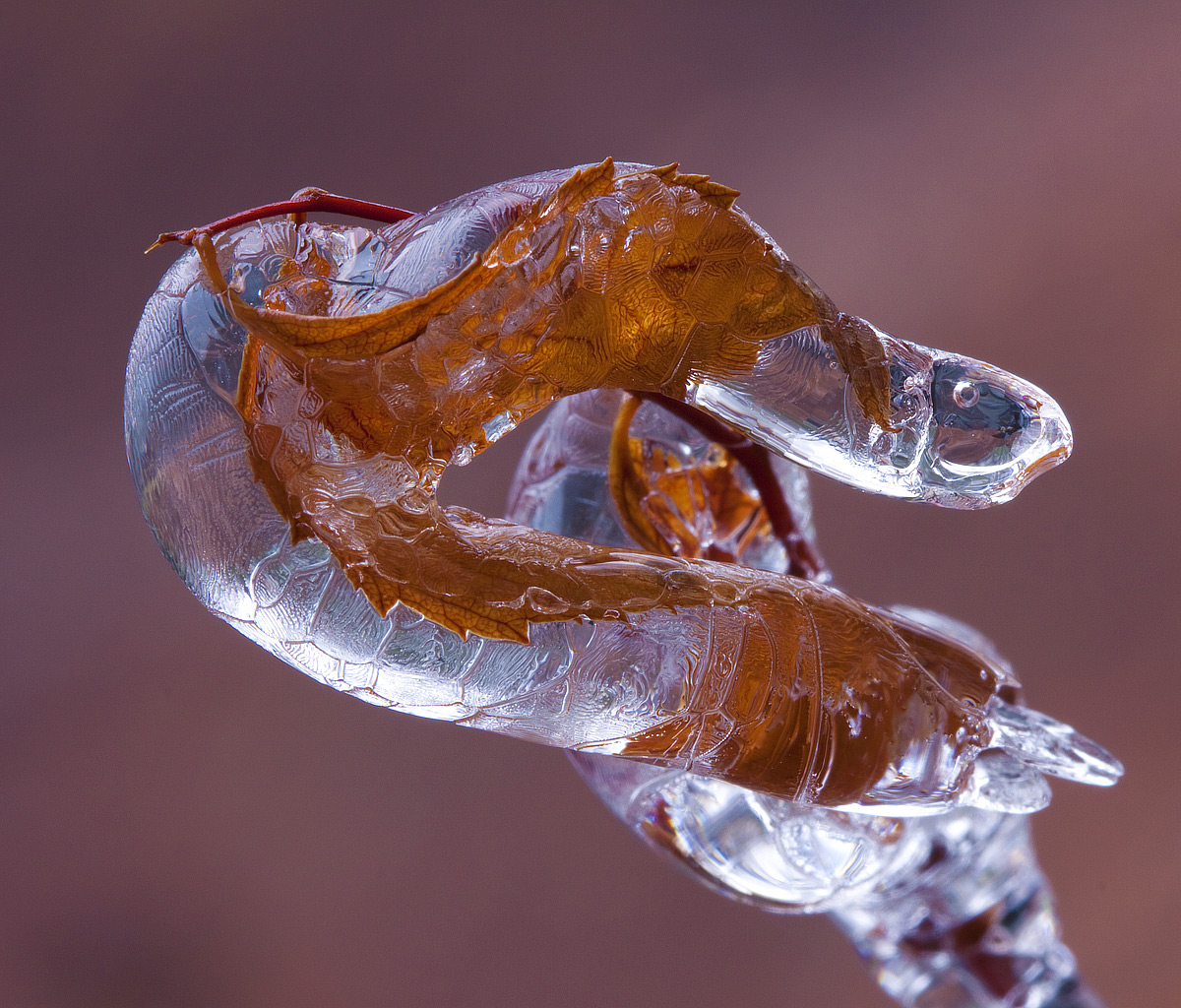 Ice Storm #3 - Frozen Flora