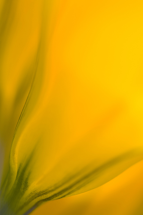 Yellow Crocus