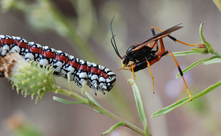 Wasp Vs Caterpillar