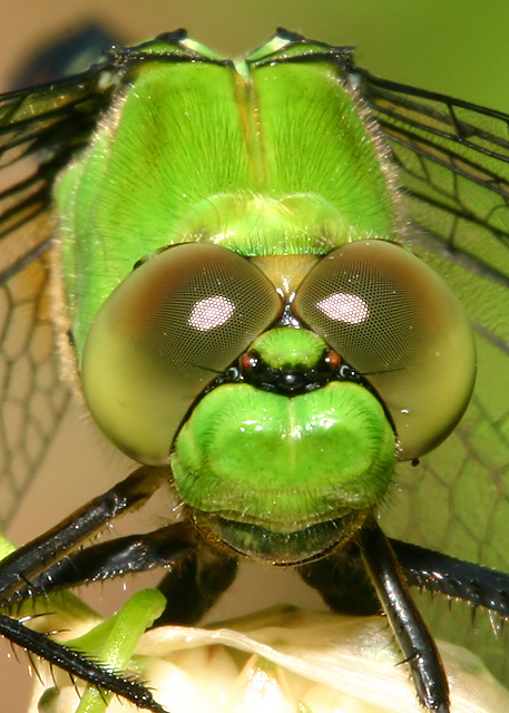 Close-up of dragonfly head