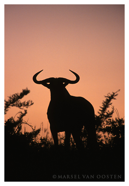 Horn to be wild