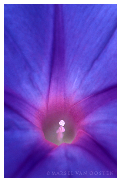 Lonely stem