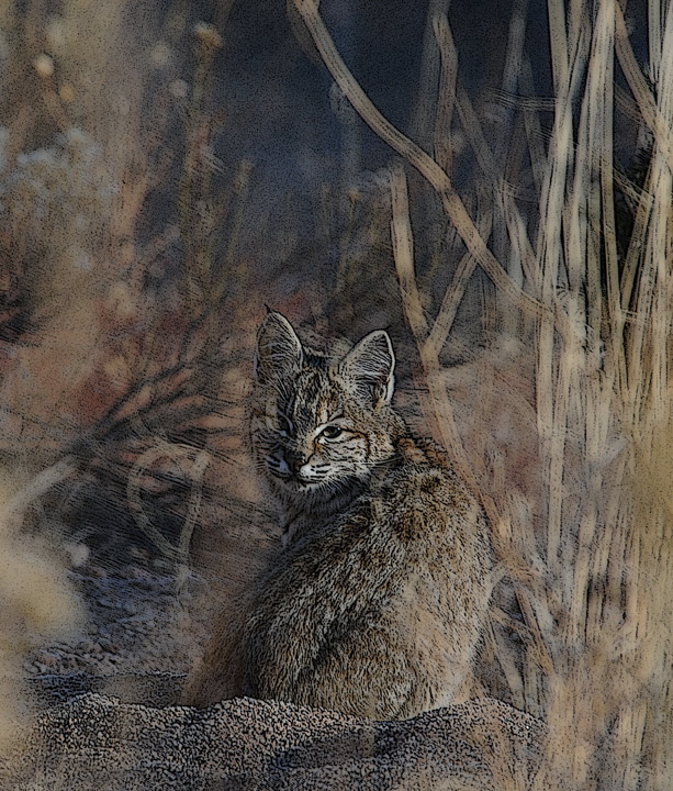 Bobcat