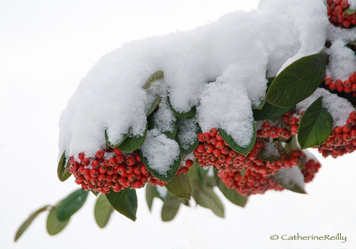 Snowy Cotoneaster
