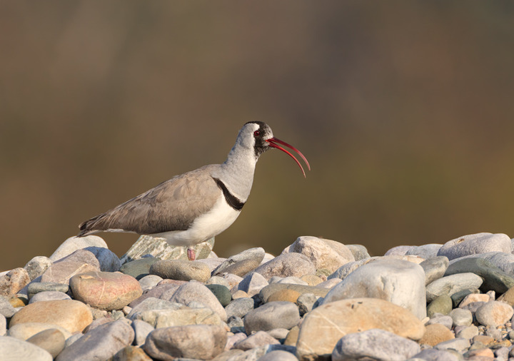 Ibisbill