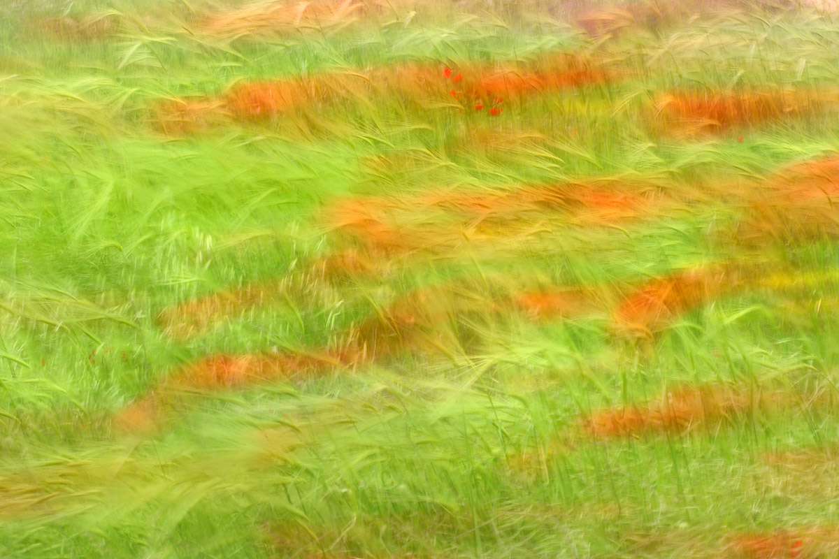 Wild poppys in blowing grass