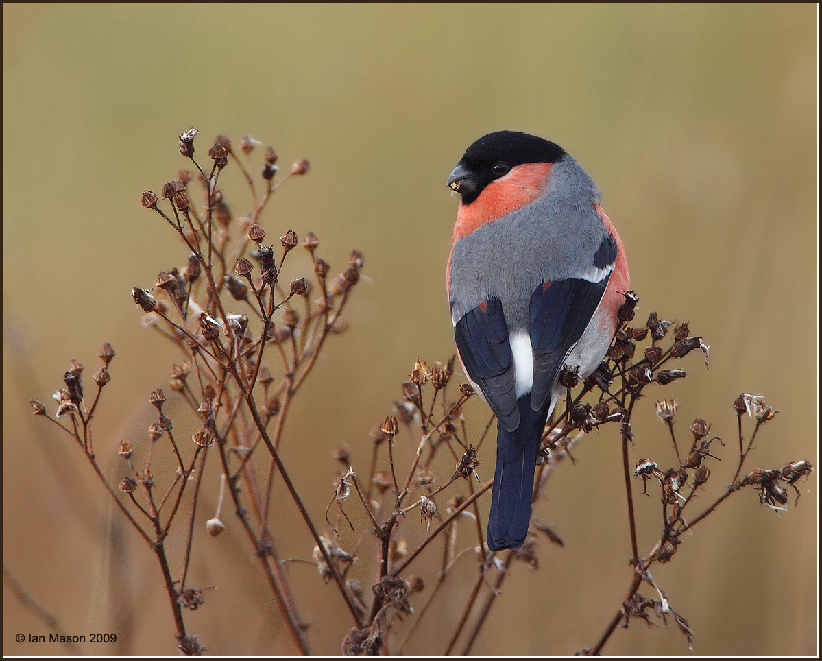Bullfinch