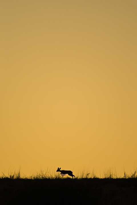 Minimalism