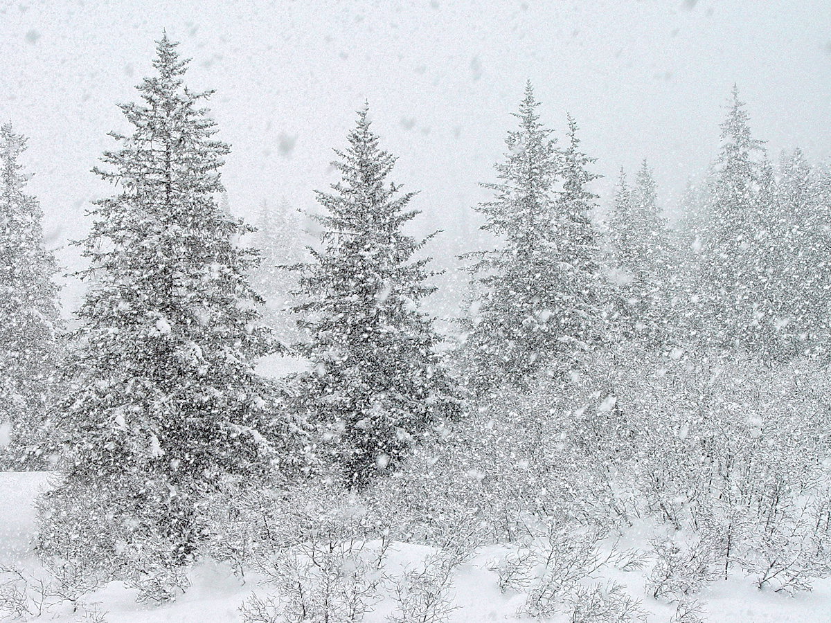 WC #365  -  Serious Snowfall
