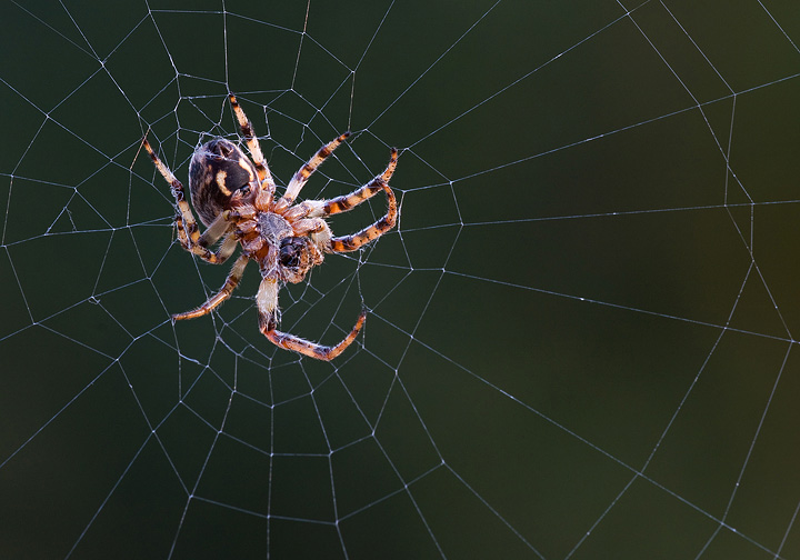 Spider in web