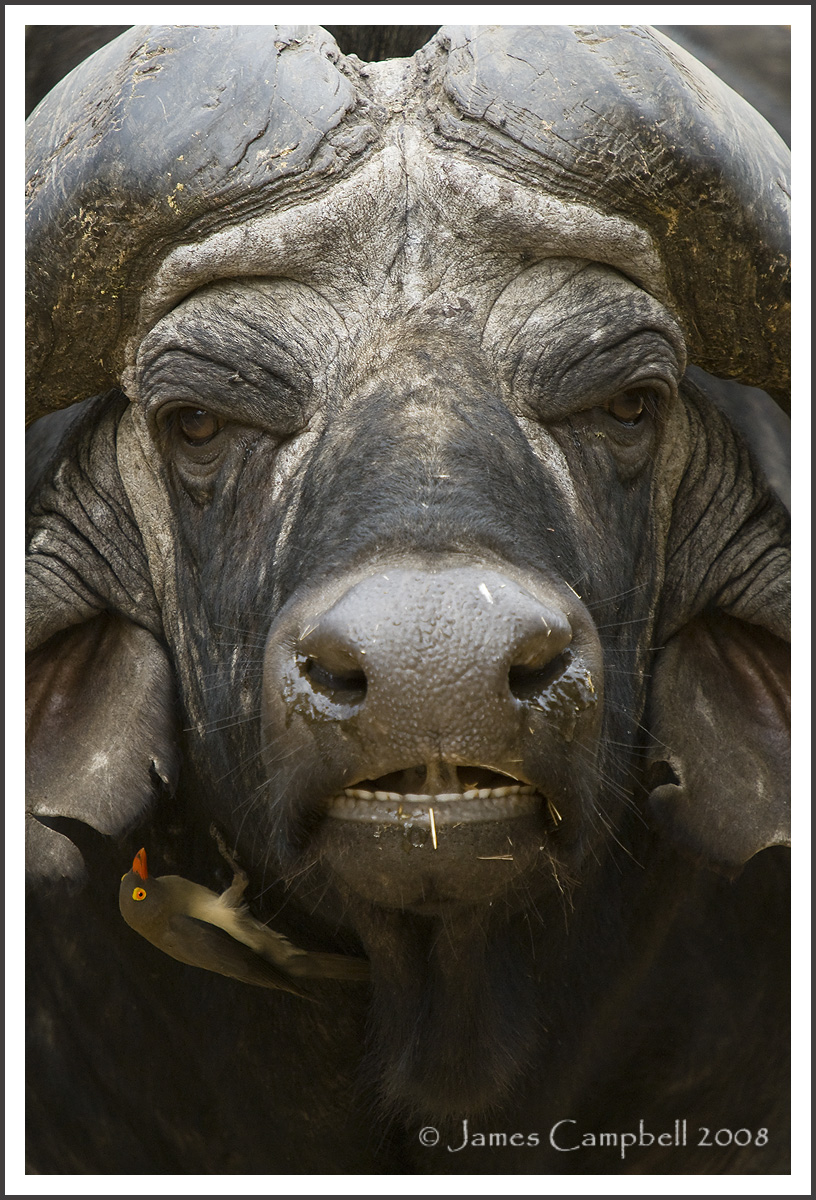 African buffalo with oxpecker