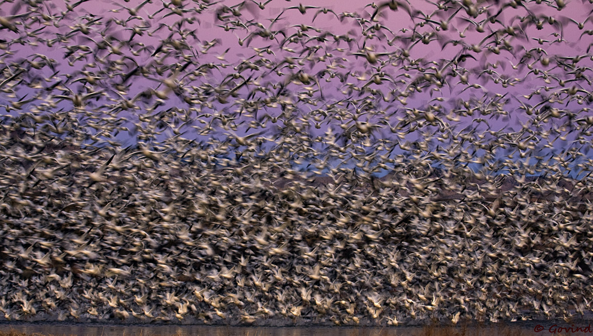 Chaos at dawn