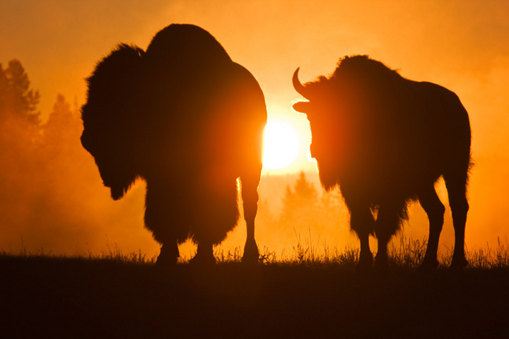 Bison Sunrise