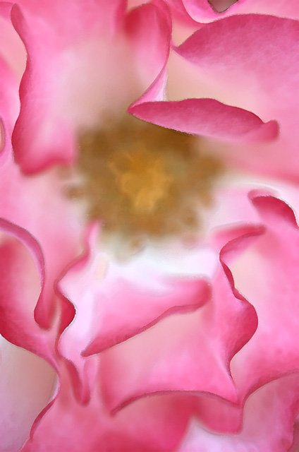 Rose Petal Design