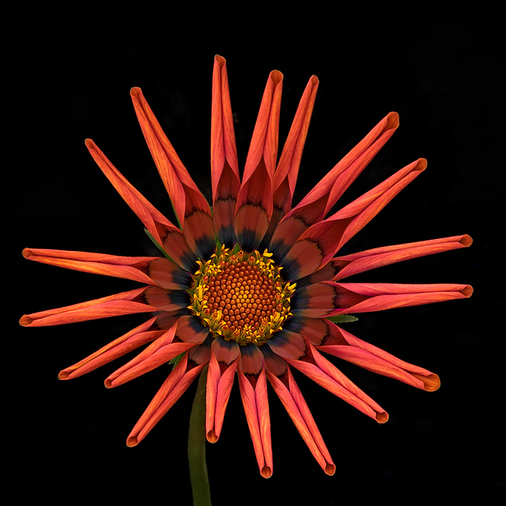 The beautiful dress of the gazania