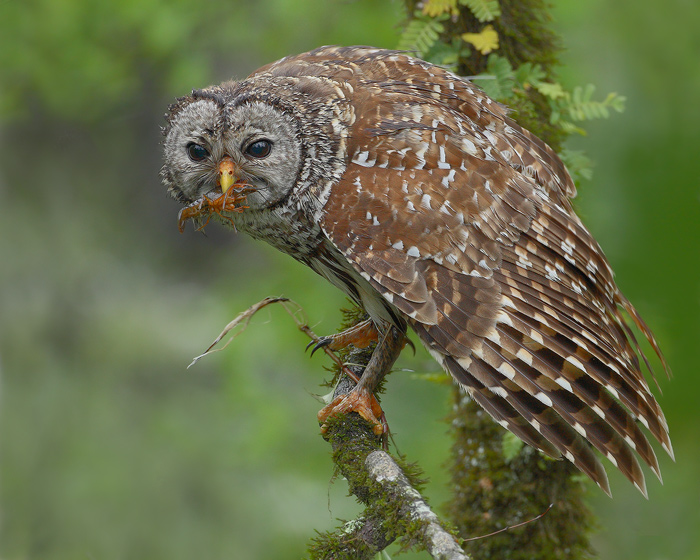 Barred-Owl w/ Crawfish